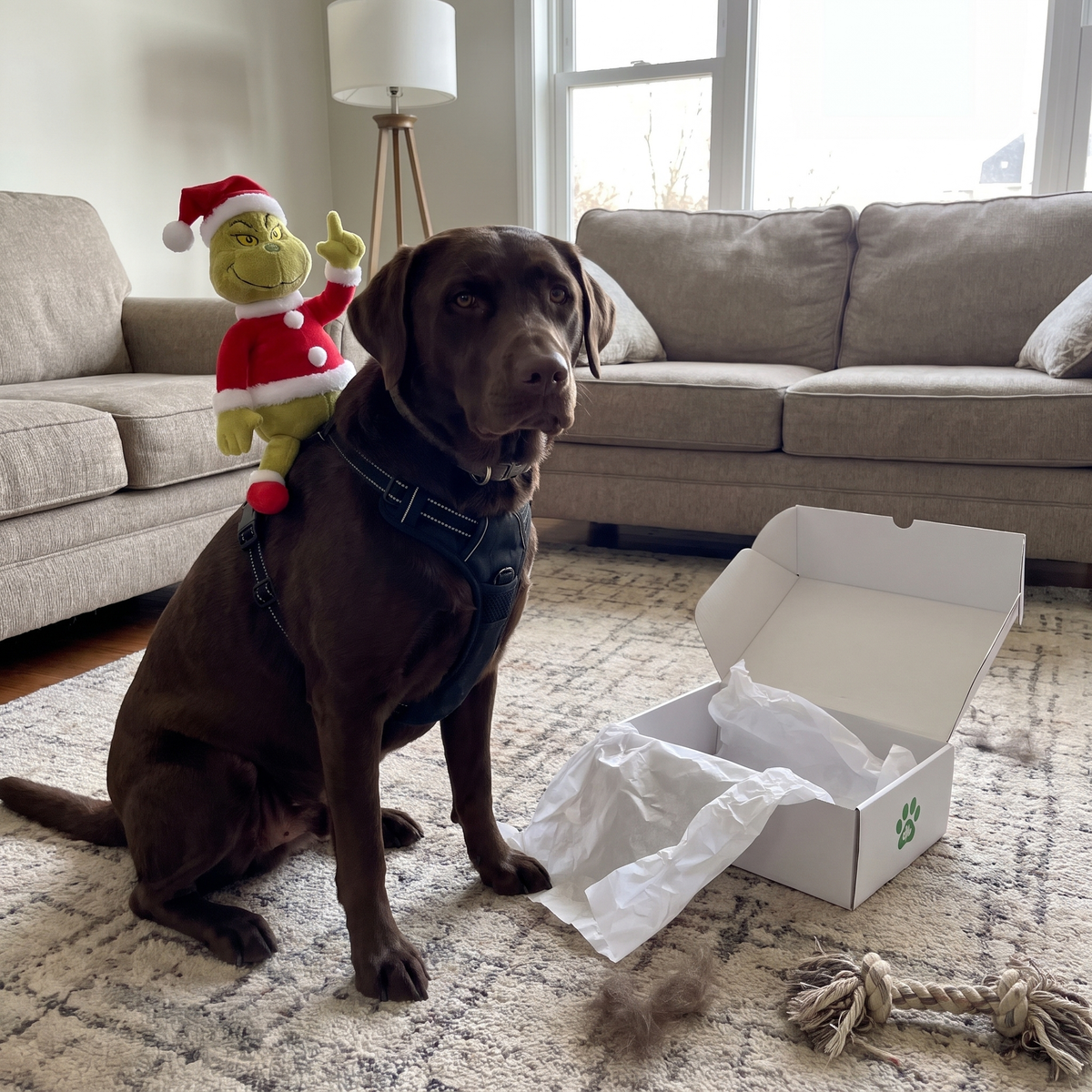 Labrador sitting on a rug wearing the NaughtyPaws harness next to the open box